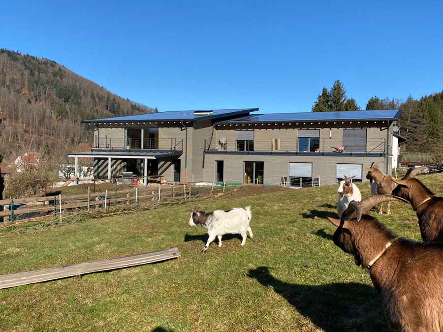 Neubau eines Holzhaus mit Ziegen im Vordergrund